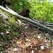 Viele umgestürzte Bäume erschweren den Abstieg