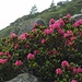 Rododendri in fiore 