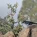 Gipfelvogel des Pico Bejenado