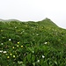 Die Gipfelwiese am Lütispitz: Blumengarten unter nebligem Himmel.