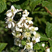 Käfer auf Brombeerblüten