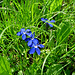 Gentiana bavarica, Gentianaceae.<br /><br />Genzianella della Baviera, Genzianella azzurra.<br />Gentiane de Baviére.<br />Bayerischer Enzian.
