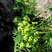 Euphorbia cyparissias, Euphorbiaceae.<br /><br />Euforbia cipressina.<br />Euphorbe faux cyprès.<br />Zipressenblättrige Wolfsmilch.
