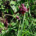 Aquilegia atrata, Ranunculaceae.<br /><br />Aquilegia scura.<br />Ancolie noiratre.<br />Dunkle Akelei.