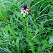 Orchis ustulata, Orchidaceae.<br /><br />Orchide bruciacchiata.<br />Orchis brulé.<br />Scwärzliches Knabenkraut.