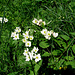 Anemone narcissiflora, Ranunculaceae.<br /><br />Anemone a fiore di narciso.<br />Anèmone à fleurs de narcisse.<br />Narzissen-Windroeschen.