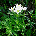 Anemone narcissiflora, Ranunculaceae.<br />Anemone a fiore di narciso.