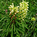 Pedicularis foliosa, Scrophulariaceae.<br /><br />Pedicolare fronzuta, Pedicolare gialla.<br />Pédiculaire foillée.<br />Blattreiches Läusekraut.