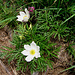 Pulsatilla alpina (L.)Delarbre s.str.
Ranunculaceae.

Pulsatilla bianca.
Pulsatille des Alpes.
Weisse Alpen-Anemone.