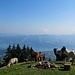 und wiederum erfreuen uns die zahlreichen Alpacas aufs Höchste - auf der Alp Im Vordere Ahorni
