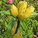 Tüpfel-Enzian (Gentiana punctata); wächst wie der Purpur-Enzian nur auf sauren Böden