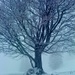 Mein Hochgrat-Lieblingsbaum im Nebel