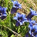 Ein sommerliches Sextett