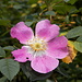 Rosa selvatica