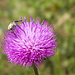 Il fiore e l'insetto...