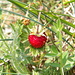 Fragola di bosco