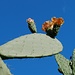Kaktus-Feigen-Blüten ...
