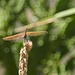 noch eine filigrane Libelle