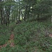 A un certo punto si abbandona la cresta, deviando a destra nel bosco: un ometto e qualche sbiadito segnale biancorossobianco facilitano l'individuazione del percorso, peraltro abbastanza evidente.