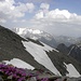 Steinen,Schnee und Blumen auf 3100m,Zillertaler Hauptkamm in Hintergrund!