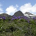 Uppige Blumen in Abstieg von Wilden Kreuzspitze,3132m.