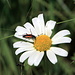 Margaritenblüte mit Käfer