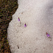 Die Blumen kommen direkt aus dem Schnee