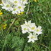 Anemone Narcissiflora am Rosskogel