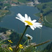 Mass der Liebe: Alpen-Massliebchen hoch über dem Schwarzsee