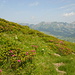 Alpenrosen säumen den Weg beim Aufstieg