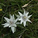 Edelweiss