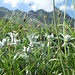  Stelle Alpine ( Leontopodium Alpinum )