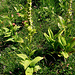 Veratrum album. Melanthiaceae.<br /><br />Veratro bianco.<br />Vératre blanc.<br />Weisser Germer.