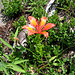 Lilium bulbiferum. Liliaceae.<br /><br />Giglio rosso bulbifero, Giglio di San Giovanni.<br />Lis safrané a bulbilles.<br />Bulbillentragende Feuerlillie.
