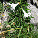 Paradisea liliastrum. Asparagaceae (Liliaceae p.p.).<br /><br />Paradisia.<br />Paradisie.<br />Weisse Trichterlillie.