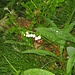 Maiglöckchen im nassen Gras