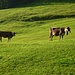 Die Kühe geniessen die Morgensonne