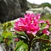 Alpenrosen ...