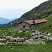 viele Schafe auf Alpe Albagno