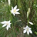 Weisse Trichterlilien (Paradieslilien) am Wegrand