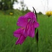 Eine seltene Blume auf einer Wiese bei uns: die Wiesengladiole (Gladiolus imbricatus)<br /><br />Un fiore molto raro su un prato da noi: Gladiolus imbricatus