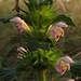 Schöne Lippen-Blüten hat der gewöhnliche Hohlzahn<br /><br />Ha i bei fiori con labbra: il Galeopsis tetrahit