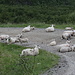 Auf der Rückfahrt von Hourtnáš nach Birtavarre - Wie schon bei der Anfahrt am Morgen belagern auch jetzt zahlreiche Mutterschafe mit ihren Lämmern die Piste. Zum Abschluss einer "harten" Tour wird's nun also nochmal "kuschelig", denn die Schafe kommen (wenn sie irgendwann doch aufstehen) eher heran ans Auto als wegzulaufen ...