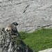  Marmotta