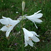 Weisse Trichterlilie