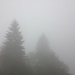 dichter Nebel im Aufstieg