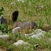 Die Murmeltiere (Marmot) sorgen für Unterhaltung