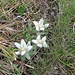 Leontopodium alpinum. 
Asteraceae.

Stella alpina.
Edelweiss.
Edelweiss.