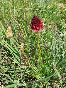 Nigritella rubra. Orchidaceae.<br /><br />Nigritella rossa.<br />Nigritelle rouge.<br />Rotes Männertreu.