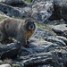 Hier ein Alpine Marmot